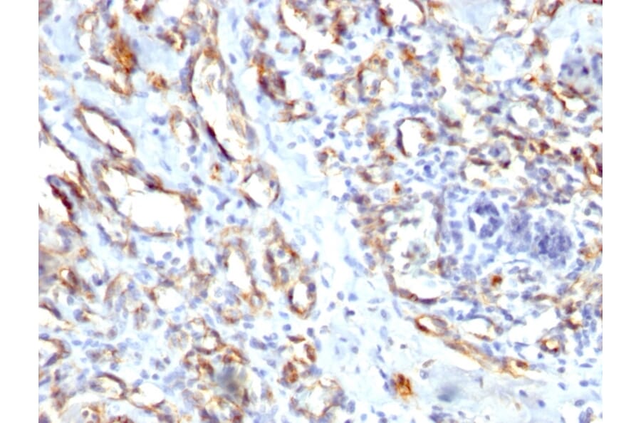 Immunohistochemistry - Anti-CD31 Antibody - BSA and Azide free (A252790) - Antibodies.com