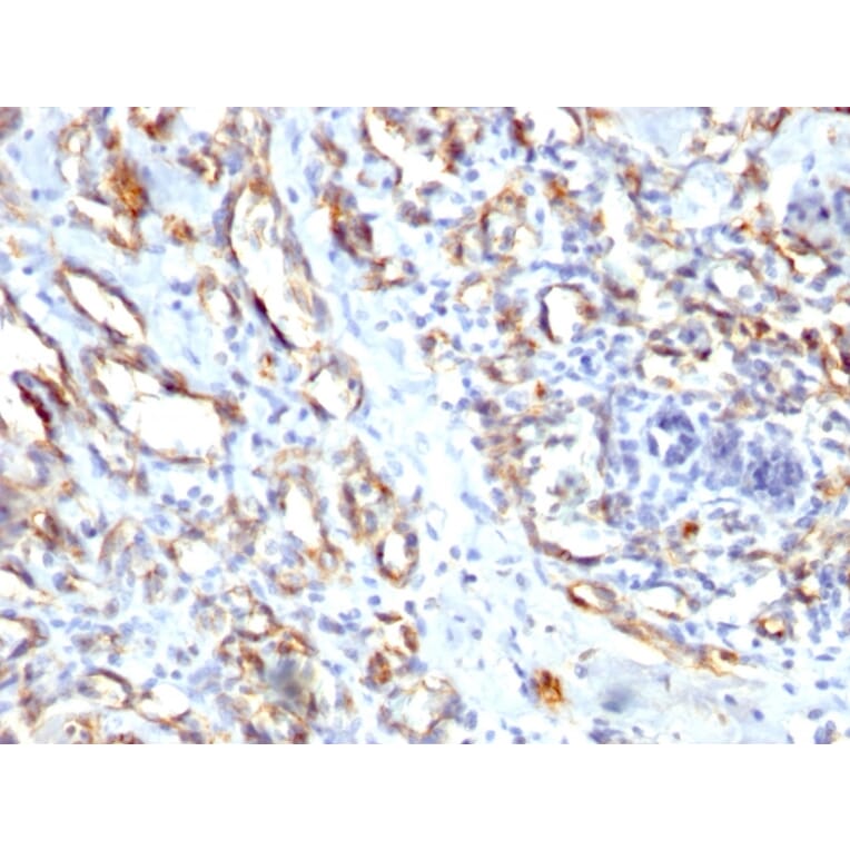 Immunohistochemistry - Anti-CD31 Antibody - BSA and Azide free (A252790) - Antibodies.com