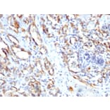 Immunohistochemistry - Anti-CD31 Antibody - BSA and Azide free (A252790) - Antibodies.com