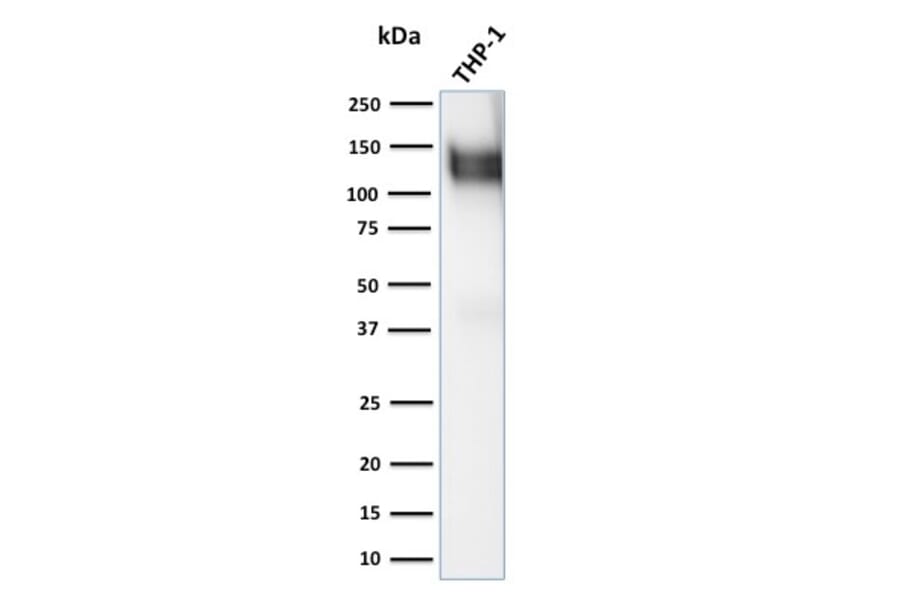 Western Blot - Anti-CD31 Antibody - BSA and Azide free (A252791) - Antibodies.com