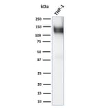 Western Blot - Anti-CD31 Antibody - BSA and Azide free (A252791) - Antibodies.com