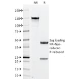SDS-PAGE - Anti-PLGF Antibody [PLGF/94] - BSA and Azide free (A252791) - Antibodies.com