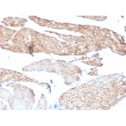 Immunohistochemistry - Anti-Phosphoglucomutase 5 Antibody [14F8/F8] - BSA and Azide free (A252793) - Antibodies.com