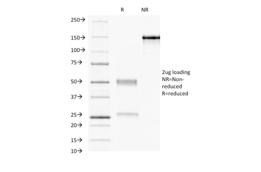 SDS-PAGE - Anti-Progesterone Receptor Antibody [PR484] - BSA and Azide free (A252795) - Antibodies.com