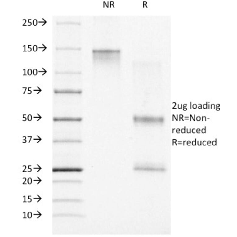 SDS-PAGE - Anti-Progesterone Receptor Antibody [PR500] - BSA and Azide free (A252797) - Antibodies.com