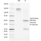 SDS-PAGE - Anti-Progesterone Receptor Antibody [PR500] - BSA and Azide free (A252797) - Antibodies.com