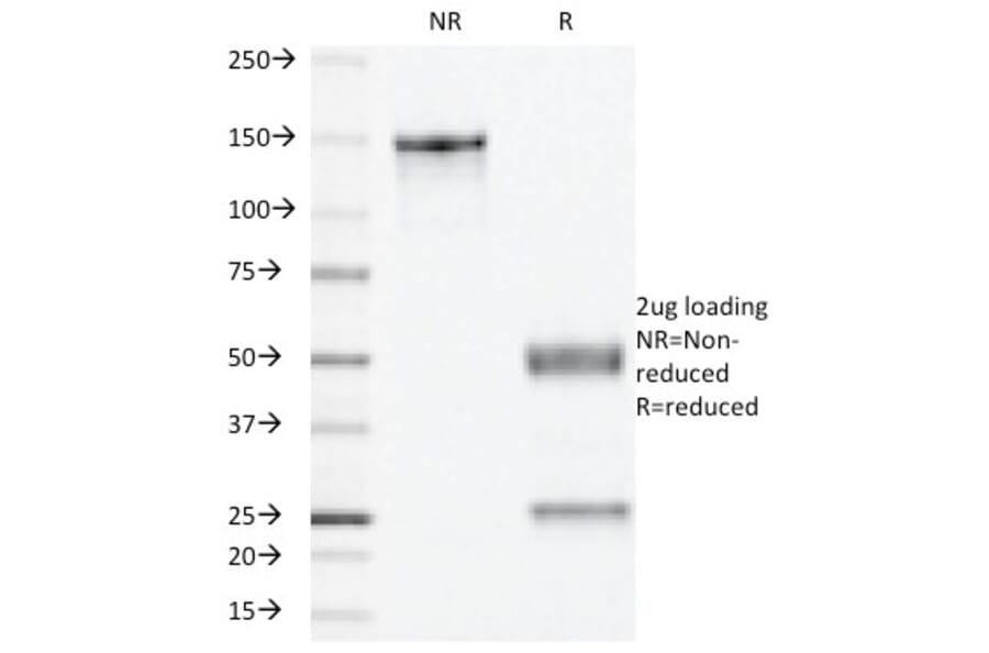 SDS-PAGE - Anti-Progesterone Receptor Antibody [PR501] - BSA and Azide free (A252798) - Antibodies.com