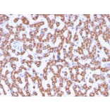 Immunohistochemistry - Anti-Prohibitin Antibody [PHB/3230] - BSA and Azide free (A252800) - Antibodies.com