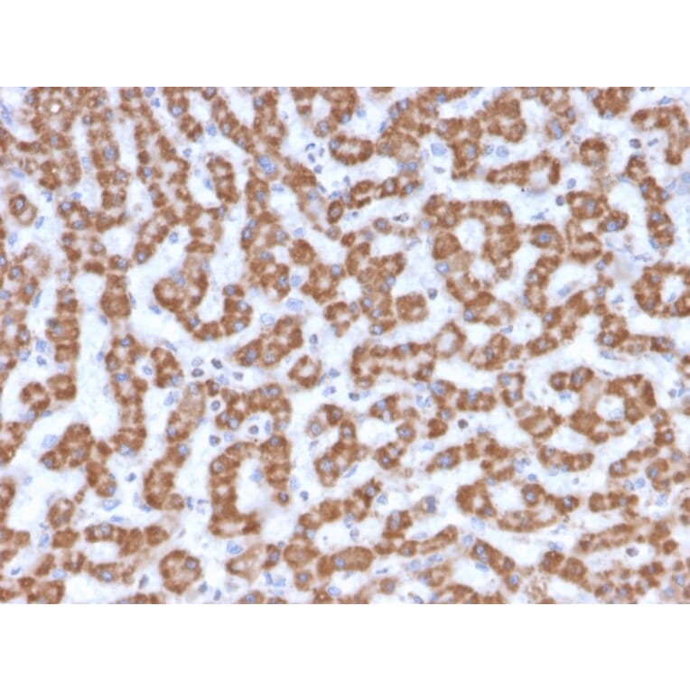 Immunohistochemistry - Anti-Prohibitin Antibody [PHB/3230] - BSA and Azide free (A252800) - Antibodies.com