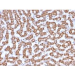 Immunohistochemistry - Anti-Prohibitin Antibody [PHB/3230] - BSA and Azide free (A252800) - Antibodies.com