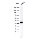 Western Blot - Anti-Prohibitin Antibody [PHB/3230] - BSA and Azide free (A252800) - Antibodies.com