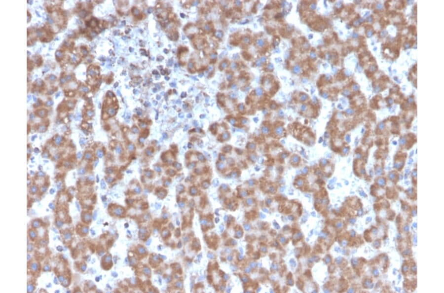 Immunohistochemistry - Anti-Prohibitin Antibody [PHB/3231] - BSA and Azide free (A252801) - Antibodies.com