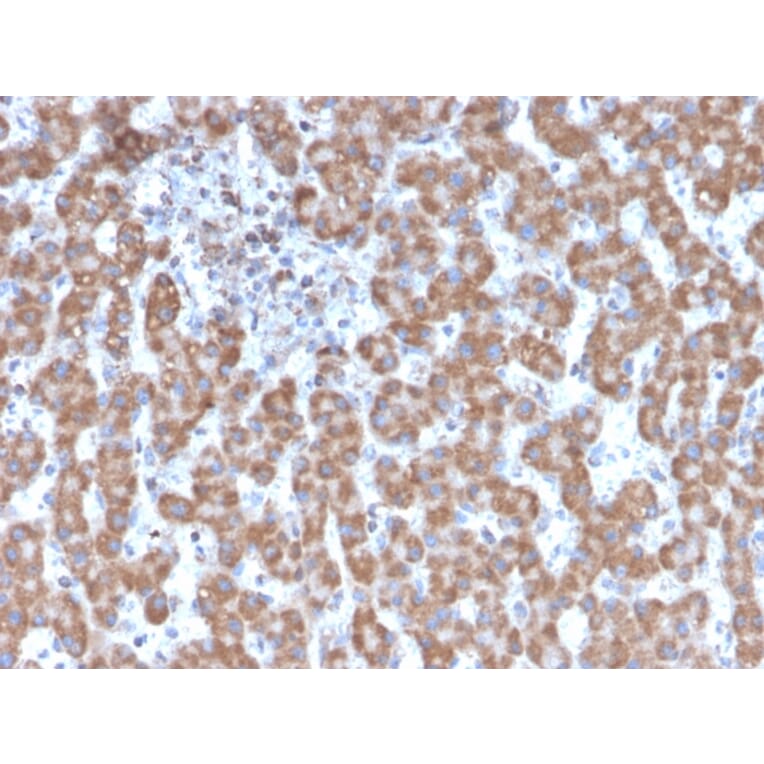 Immunohistochemistry - Anti-Prohibitin Antibody [PHB/3231] - BSA and Azide free (A252801) - Antibodies.com