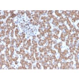 Immunohistochemistry - Anti-Prohibitin Antibody [PHB/3231] - BSA and Azide free (A252801) - Antibodies.com