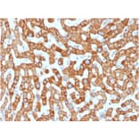 Immunohistochemistry - Anti-Prohibitin Antibody [PHB/1881] - BSA and Azide free (A252801) - Antibodies.com