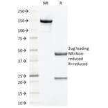 SDS-PAGE - Anti-Prohibitin Antibody [PHB/1881] - BSA and Azide free (A252802) - Antibodies.com
