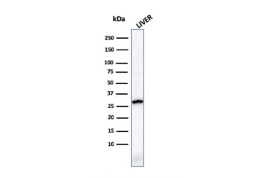 Western Blot - Anti-Prohibitin Antibody [PHB/1881] - BSA and Azide free (A252802) - Antibodies.com