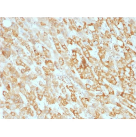 Immunohistochemistry - Anti-Prohibitin Antibody [SPM311] - BSA and Azide free (A252802) - Antibodies.com