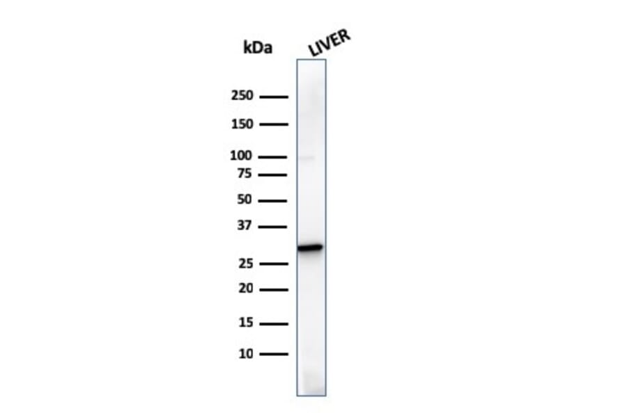 Western Blot - Anti-Prohibitin Antibody [SPM311] - BSA and Azide free (A252803) - Antibodies.com