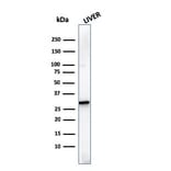 Western Blot - Anti-Prohibitin Antibody [SPM311] - BSA and Azide free (A252803) - Antibodies.com
