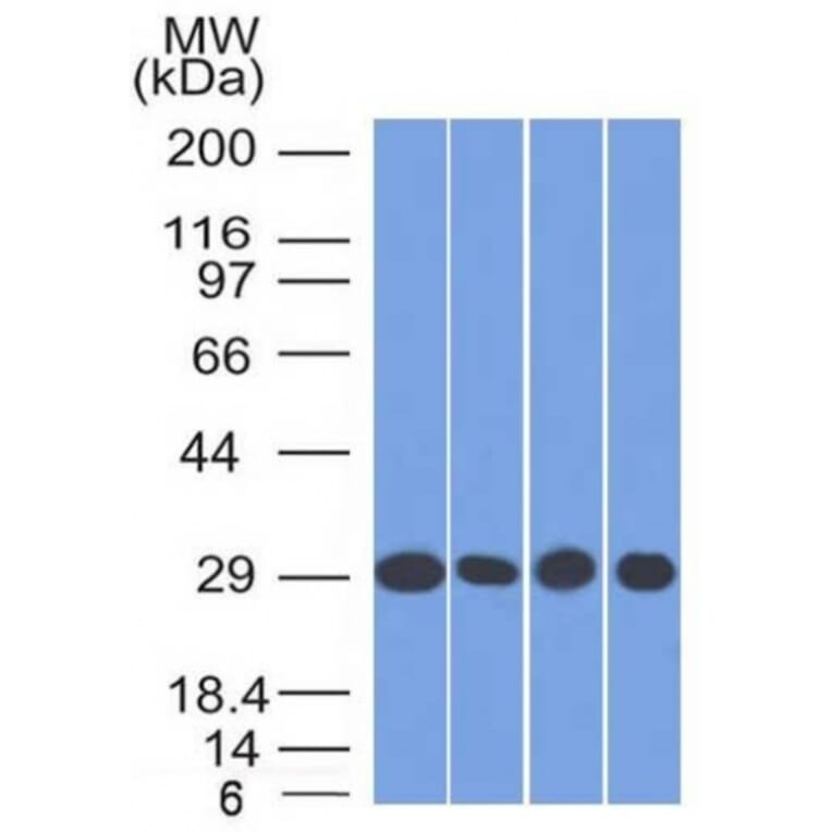 Western Blot - Anti-Prohibitin Antibody [PHB/1882] - BSA and Azide free (A252804) - Antibodies.com