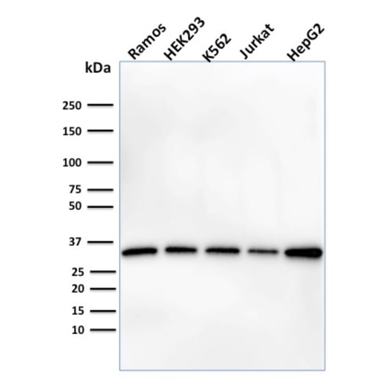 Western Blot - Anti-Prohibitin Antibody [PHB/1882] - BSA and Azide free (A252804) - Antibodies.com