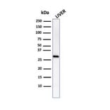 Western Blot - Anti-Prohibitin Antibody [PHB/1882] - BSA and Azide free (A252804) - Antibodies.com