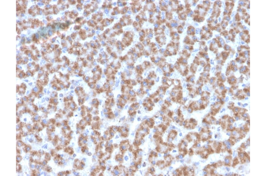 Immunohistochemistry - Anti-Prohibitin Antibody [PHB/3193] - BSA and Azide free (A252805) - Antibodies.com