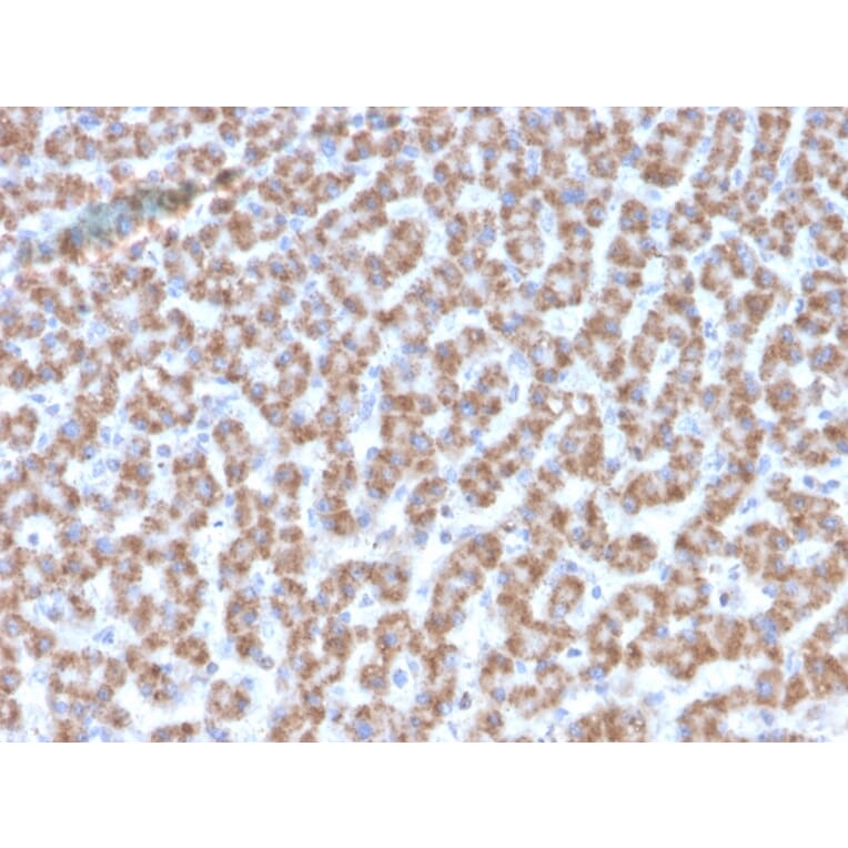 Immunohistochemistry - Anti-Prohibitin Antibody [PHB/3193] - BSA and Azide free (A252805) - Antibodies.com