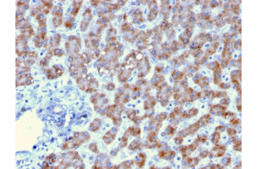 Immunohistochemistry - Anti-Prohibitin Antibody [PHB/3193] - BSA and Azide free (A252805) - Antibodies.com