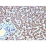 Immunohistochemistry - Anti-Prohibitin Antibody [PHB/3193] - BSA and Azide free (A252805) - Antibodies.com