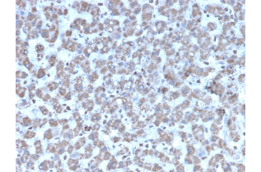 Immunohistochemistry - Anti-Prohibitin Antibody [PHB/3194] - BSA and Azide free (A252806) - Antibodies.com