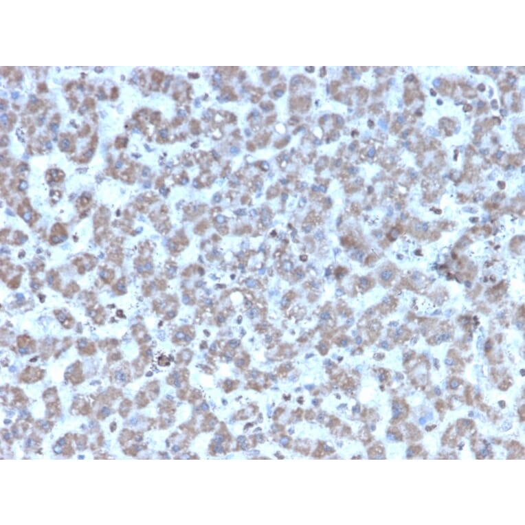 Immunohistochemistry - Anti-Prohibitin Antibody [PHB/3194] - BSA and Azide free (A252806) - Antibodies.com