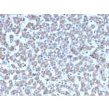 Immunohistochemistry - Anti-Prohibitin Antibody [PHB/3194] - BSA and Azide free (A252806) - Antibodies.com