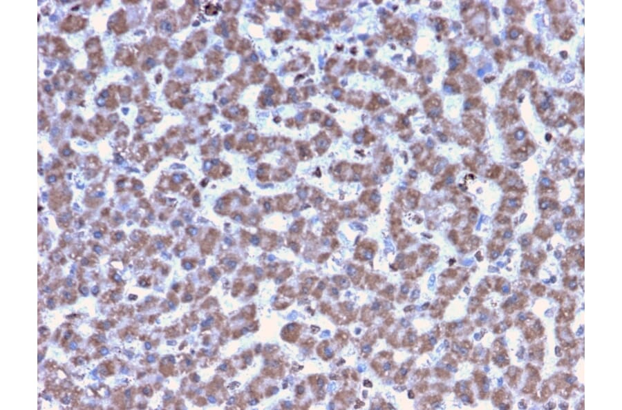 Immunohistochemistry - Anti-Prohibitin Antibody [PHB/3194] - BSA and Azide free (A252806) - Antibodies.com