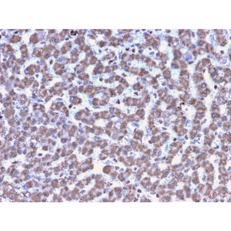 Immunohistochemistry - Anti-Prohibitin Antibody [PHB/3194] - BSA and Azide free (A252806) - Antibodies.com