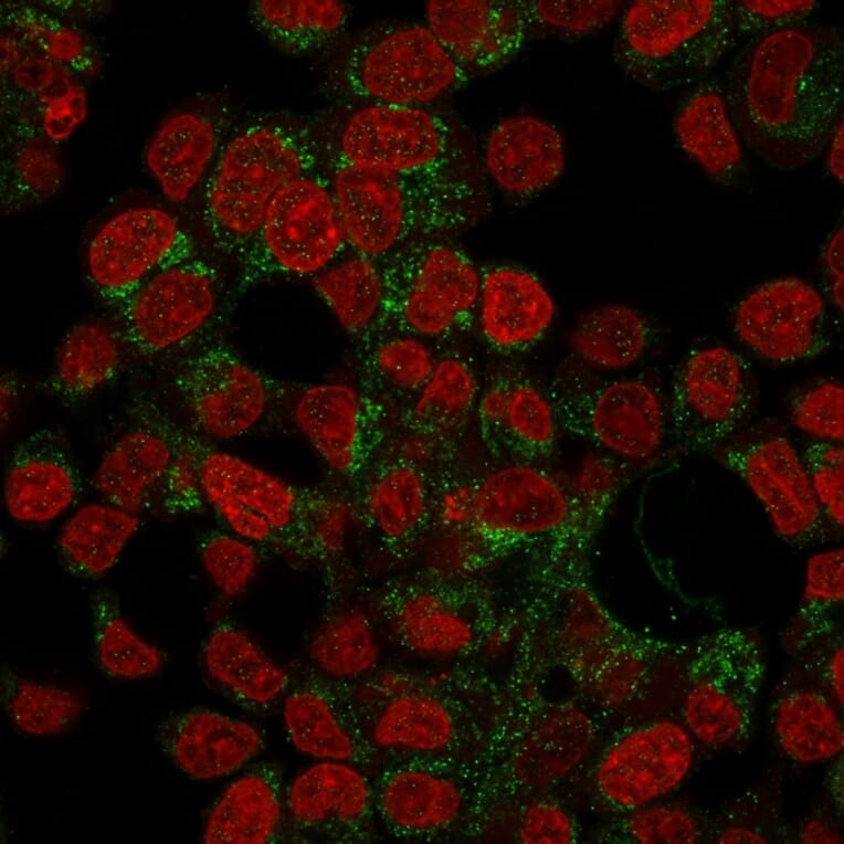 Immunofluorescence - Anti-Prohibitin Antibody [PHB/3194] - BSA and Azide free (A252806) - Antibodies.com