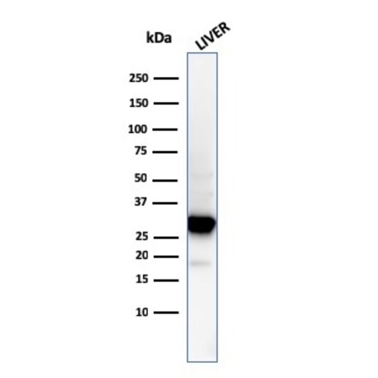 Western Blot - Anti-Prohibitin Antibody [PHB/3194] - BSA and Azide free (A252806) - Antibodies.com