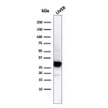 Western Blot - Anti-Prohibitin Antibody [PHB/3194] - BSA and Azide free (A252806) - Antibodies.com