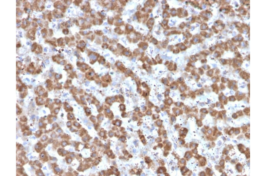 Immunohistochemistry - Anti-Prohibitin Antibody [PHB/3225] - BSA and Azide free (A252807) - Antibodies.com