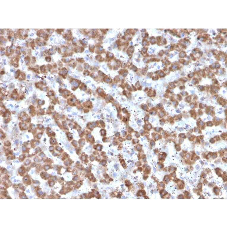 Immunohistochemistry - Anti-Prohibitin Antibody [PHB/3225] - BSA and Azide free (A252807) - Antibodies.com