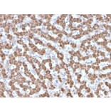Immunohistochemistry - Anti-Prohibitin Antibody [PHB/3225] - BSA and Azide free (A252807) - Antibodies.com