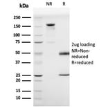 SDS-PAGE - Anti-Prohibitin Antibody [PHB/3225] - BSA and Azide free (A252807) - Antibodies.com