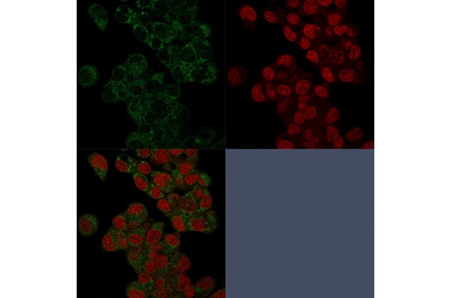 Immunofluorescence - Anti-Prohibitin Antibody [PHB/3225] - BSA and Azide free (A252807) - Antibodies.com