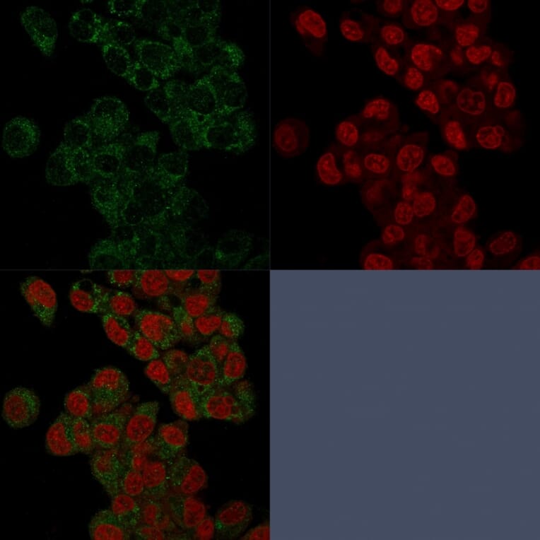 Immunofluorescence - Anti-Prohibitin Antibody [PHB/3225] - BSA and Azide free (A252807) - Antibodies.com