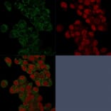 Immunofluorescence - Anti-Prohibitin Antibody [PHB/3225] - BSA and Azide free (A252807) - Antibodies.com