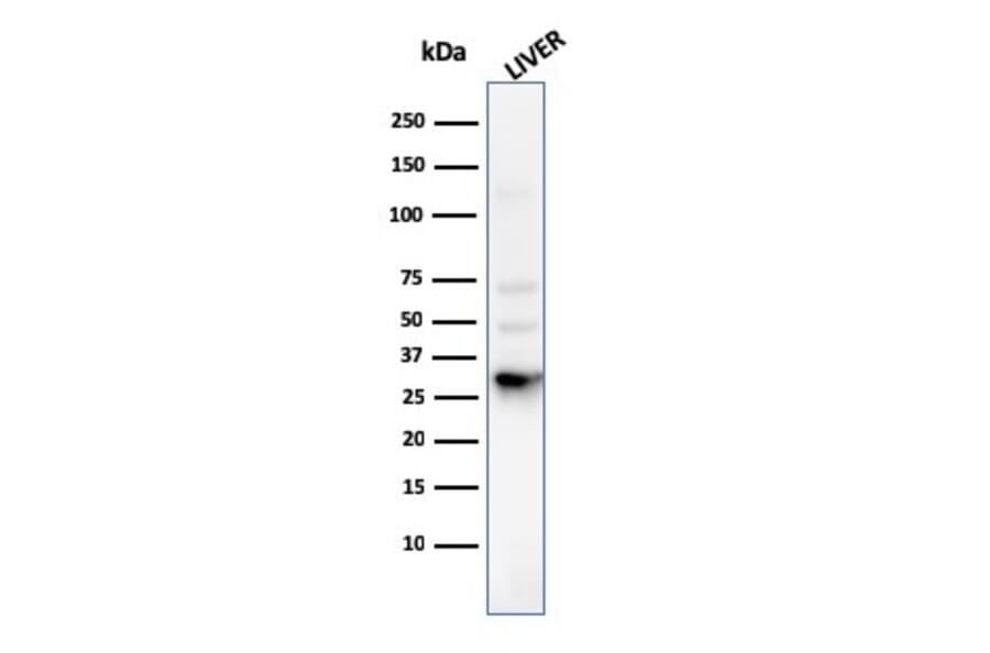 Western Blot - Anti-Prohibitin Antibody [PHB/3225] - BSA and Azide free (A252807) - Antibodies.com