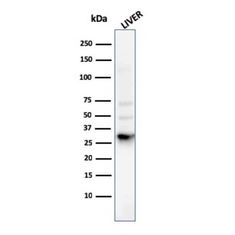 Western Blot - Anti-Prohibitin Antibody [PHB/3225] - BSA and Azide free (A252807) - Antibodies.com