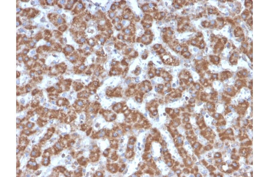 Immunohistochemistry - Anti-Prohibitin Antibody [PHB/3226] - BSA and Azide free (A252808) - Antibodies.com