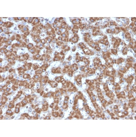 Immunohistochemistry - Anti-Prohibitin Antibody [PHB/3226] - BSA and Azide free (A252808) - Antibodies.com